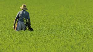 Les pluges retarden l’inici de la campanya de l’arròs al Delta dues o tres setmanes